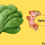 Spinach Puns Galore: 250+ Leafy Green Laughs to Sprout Your Day!