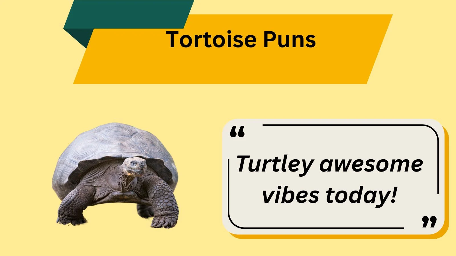 🐢 207+ Tortoise Puns That Shell Crack You Up in 2025